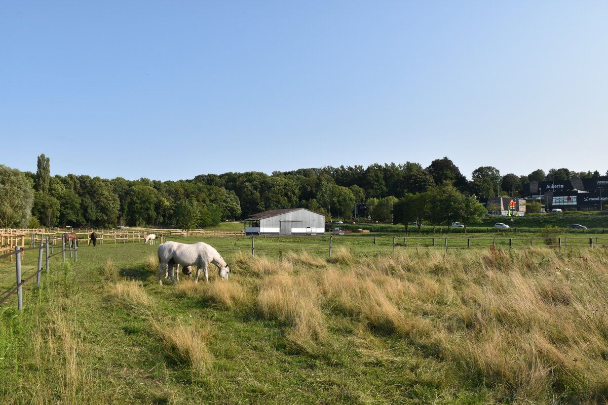 Le pré chevaux